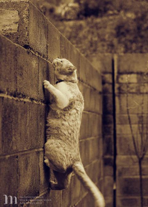 Макей О. Кот на стене. 2010 г. Фотография